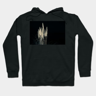 Pampas flowers and leaves isolated on black. Hoodie